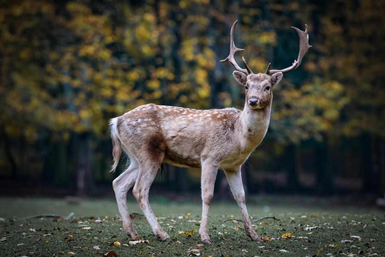 Casa Rural La Carrozal Senda Del Oso Orelleiru Esterno foto