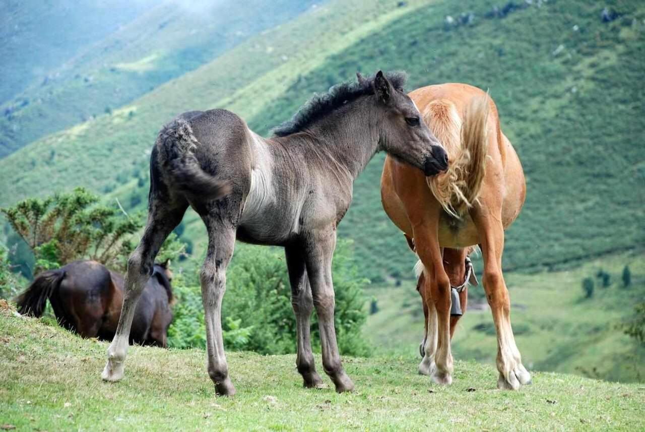 Casa Rural La Carrozal Senda Del Oso Orelleiru Esterno foto